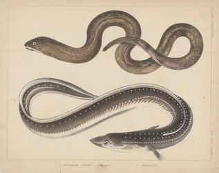 1. Muraena Kidako, 2. Anguilla, 1855